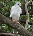 Grey Goshawk Dayboro Apr02