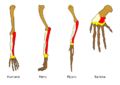 Homology vertebrates-es