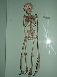 Archivo:Hylobates moloch skeleton
