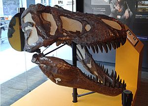 Archivo:Image-Tyrannosaurus Rex a l'Institut Miquel Crusafont