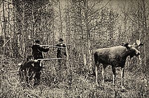 Archivo:Jakt på utstoppet elg