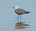 Larus modestus (8396070400)