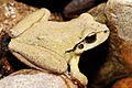 Lesueurs Frog08
