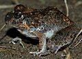 Limnodynastes ornatus