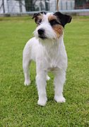 Jack Russell Colombia