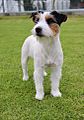Lola-jackrussell