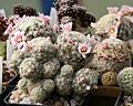 Mammillaria schiedeana subsp. gisela