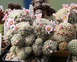 Archivo:Mammillaria schiedeana subsp. gisela
