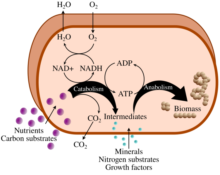 Metabolism-en