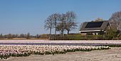 Noordwijkerhout, veld met hyacinthen aan de Oosterduinen IMG 9048 2021-04-27 14.02