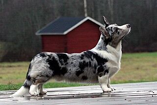 NordJW-06 Mudpaws Duke Silver.jpg