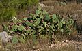 Opuntia stricta, Sète, Hérault 01