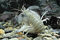 Oratosquilla oratoria, back