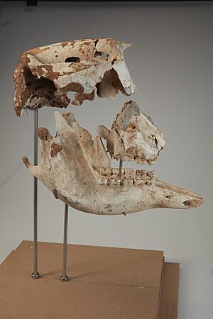 Archivo:Palorchestes-azael-fossil-marsupial-articulated-skull-and-mandibles-p-216490-1330195-large