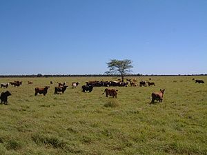Archivo:ParaguayChaco Cattleranch3 PdeHayes
