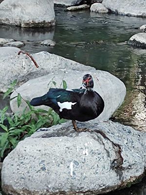 Archivo:Pato Real Río Santa Catarina NL 2023