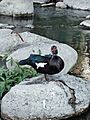 Pato Real Río Santa Catarina NL 2023