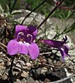 Penstemon laetus