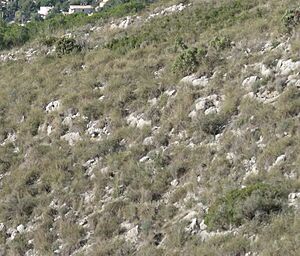 Archivo:Piedra caliza serra perenxisa