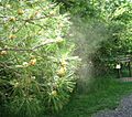 Pollen from pine tree 2