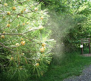 Archivo:Pollen from pine tree 2