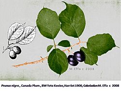 Prunus negra.jpg