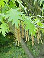 Quercus coccinea1