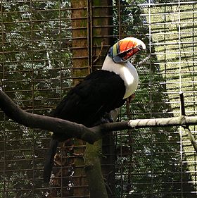 Archivo:Red-billed toucan-2 31l07