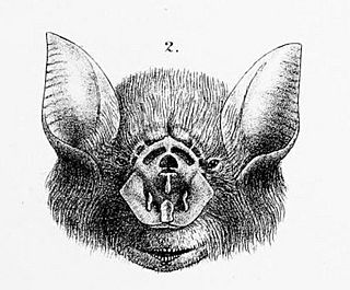 Rhinonicteris aurantia.jpg
