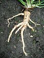 SalsifyRoot