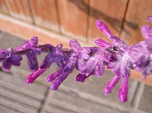 Archivo:Salvia leucantha2