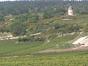 Archivo:Santenay (Bourgogne) - vignoble