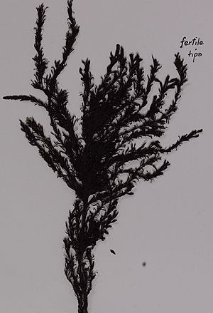 Sargassum johnsonii V.J.Chapm. (AM AK295770) (cropped).jpg