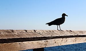 Archivo:Sombra de ave en la playa de Newport