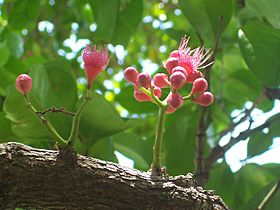 Syzygium moorei flowering.jpg