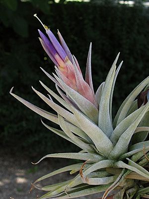 Archivo:Tillandsia hondurensis (TS) 1-00323