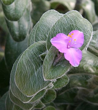 Tradescantia sillamontana.jpg