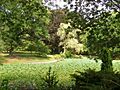 Wilcox Park (pond) - Westerly, RI