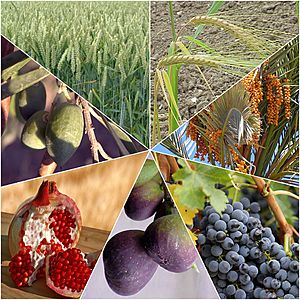 Archivo:שבעת המינים