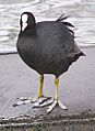 2006-06-05 blaesshuhn