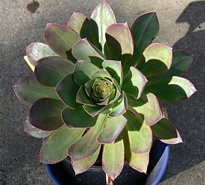 Archivo:Aeonium Hirense summer