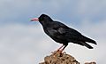 Alpenkrähe-Pyrrhocorax