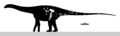 Amazonsaurus Skeletal