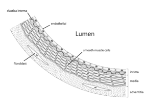 Archivo:Anatomy artery