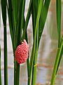 Apple snail egg