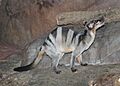 Banded palm civet 10