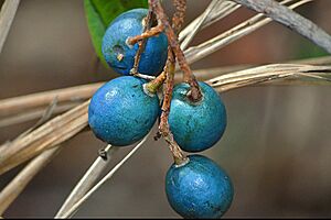Archivo:Blue Quandong