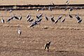 Bosque del Apache (6702154063)