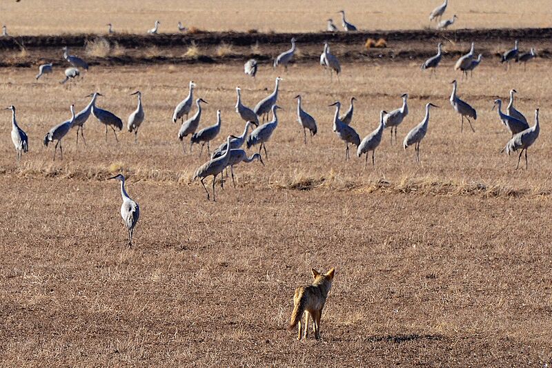 Bosque del Apache (6702154063)