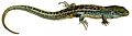 Brockhaus' Konversations-Lexikon (1892) (Lacerta agilis)